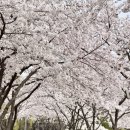 용산-305 | 용산가족공원 벚꽃 만개 (2026.4.5)ㅣ국립중앙박물관 코스·주차·전시·이디야