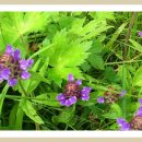 노고단-1 이미지