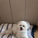 대심동물병원 이미지