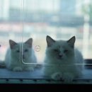 필도농장 네이버블로그