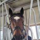 원크린클럽협동조합 | 2026 상반기 힐링승마 | 신청자격, 비용과 신청기간, 신청방법