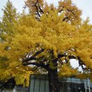 ⓵서울양천재향경우산악회 고궁탐방(2025.11.08.) 후기 이미지