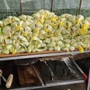 금순 농장 이미지