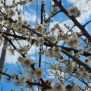 조양숯불갈비 이미지