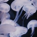 내가 만든 쿠키 이미지