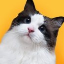 캣파라다이스 일산점 이미지