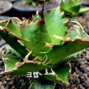 창전농장 이미지