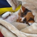 파랑새동물병원 이미지