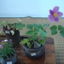 돌꽃향기 날리며 이미지