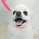 폼#반려견미용실 이미지