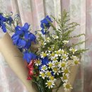 스시렌마 디너 후기