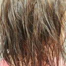 청아개발주식회사 | 닥터오레고닌 탁시폴린플러스샴푸 천연샴푸 추천