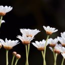 경기도 수원시 영통구 권선로 882번길 이미지