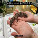 도산로-2 | 특별한 반려동물을 만날 수 있는 파충류샵 '디노이드 울산점' 방문 후기