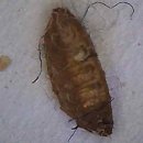 에스디원 이미지