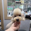 놀러와캣독 이미지