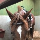 홀스킹덤 팜스테이 이미지