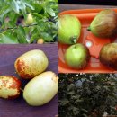 섬진강 찔레꽃 언덕 이미지