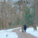 수덕사육괴정공중화장실 | 아산 겨울 가볼만한곳 : 봉곡사 소나무숲 설경 및 시루 4294 한옥카페