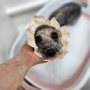 알콩달콩 애견샵 이미지