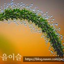 음양지교 네이버블로그