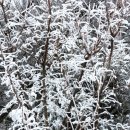 송전목장 | 【평창여행②】 호텔, 식당, 휴게소, 그리고 양떼목장