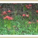 행복농장 이미지