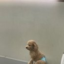 멍지트