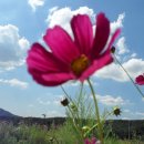 푸른하늘 이미지