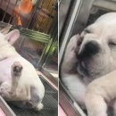 메이플동물병원 이미지