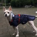Lucky 애견샵 | [천안] 천안애견샵, 천안애견용품 :: 아싸애견용품할인매장 쌍용점 방문후기!