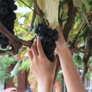 쌍류포도정원협동조합 이미지