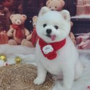 뭉치, 그루밍 이미지