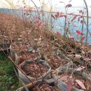 헤브론농장 이미지