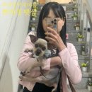 세븐일레븐 부산망미산호점 | 부산 강아지 미용 고양이 무마취 광안리 애견미용 쁘띠몽펫샵