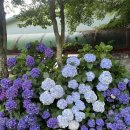 대정읍 한창기계 | 여름의 제주 - 2 (2025. 7. 4. ~ 7. 7. / 돈내코계곡, 위이,안덕면 수국길, 미영이네, 수우동, 제주...