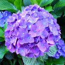 동광리-8 이미지