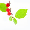 앵두 - 가평군 조종희망로 41 | 앵두