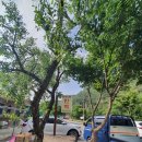 대추나무민박 이미지