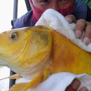 황금향어 이미지