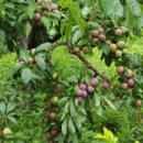 정상골농장 이미지