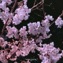 수봉공원(현충탑) | 인천 수봉공원 벚꽃 스카이워크 개화시기 야경 주차 총정리