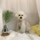 단짝 펫살롱 이미지