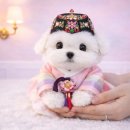 미유펫 강아지애견미용 이미지