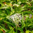 제주 토끼섬 문주란자생지 이미지