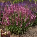살비아 ‘뉴디멘션 로즈’ Salvia nemorosa ‘New Dimension Rose’