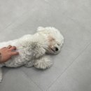 지에스(GS)25 진접퍼플점 | 전포역 신상 소품샵 퍼플포우에서 첫 볼꾸 리뷰(강아지 용품도 있음)