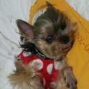 고집불통 이미지