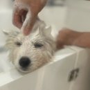 꾸니베어 이미지