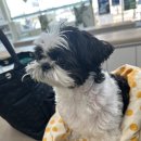 송도동물병원 | 인천 송도 동물병원 송도아이본동물의료센터 진료기록 ㅣ 녹내장, 안구천공 치료 후기(인천동물병원 추천)